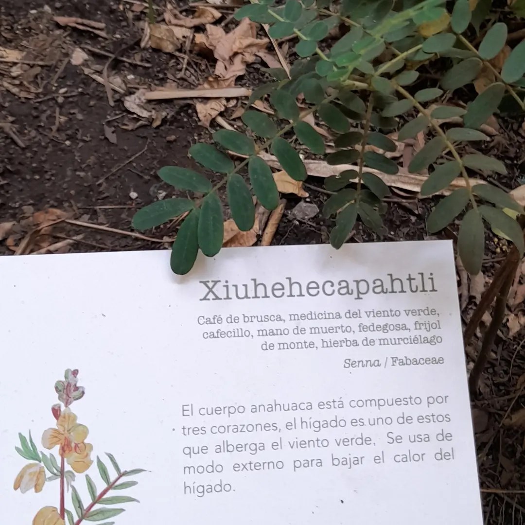 2023 corazon del monte cedula