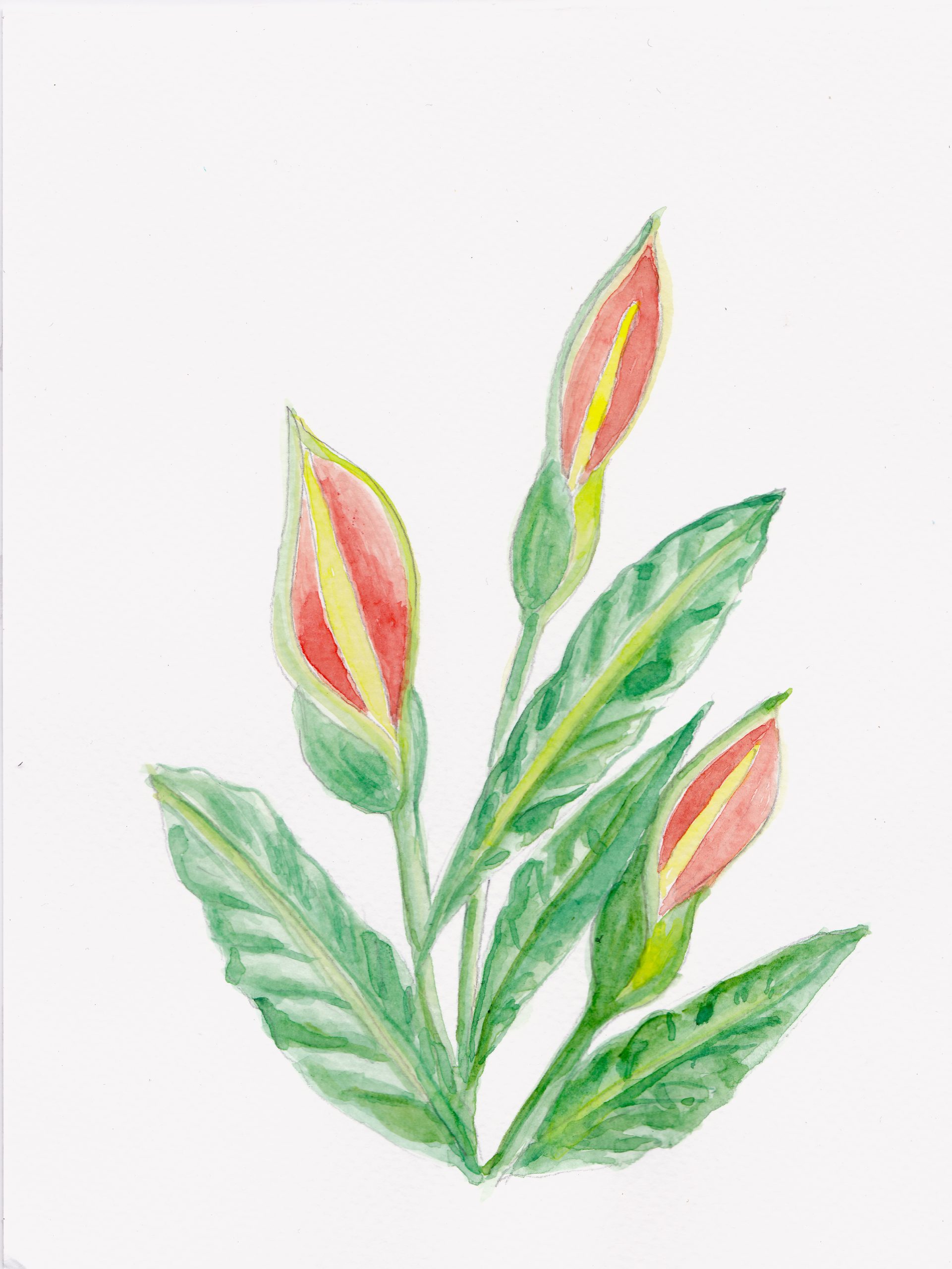 25. Huacaloxóchitl, Flor de cesta