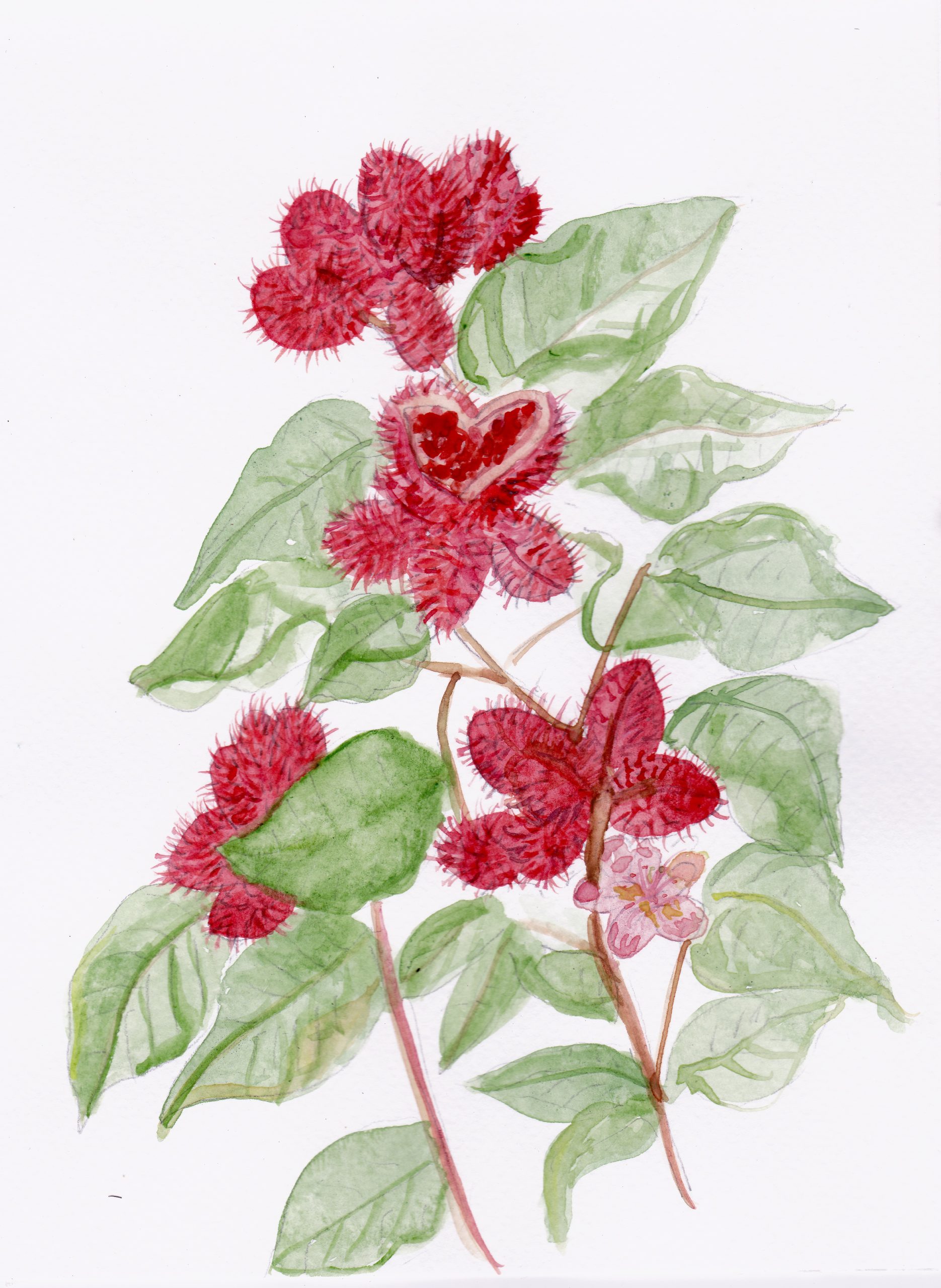 50. Tlapal achiotl, Achiote rojo