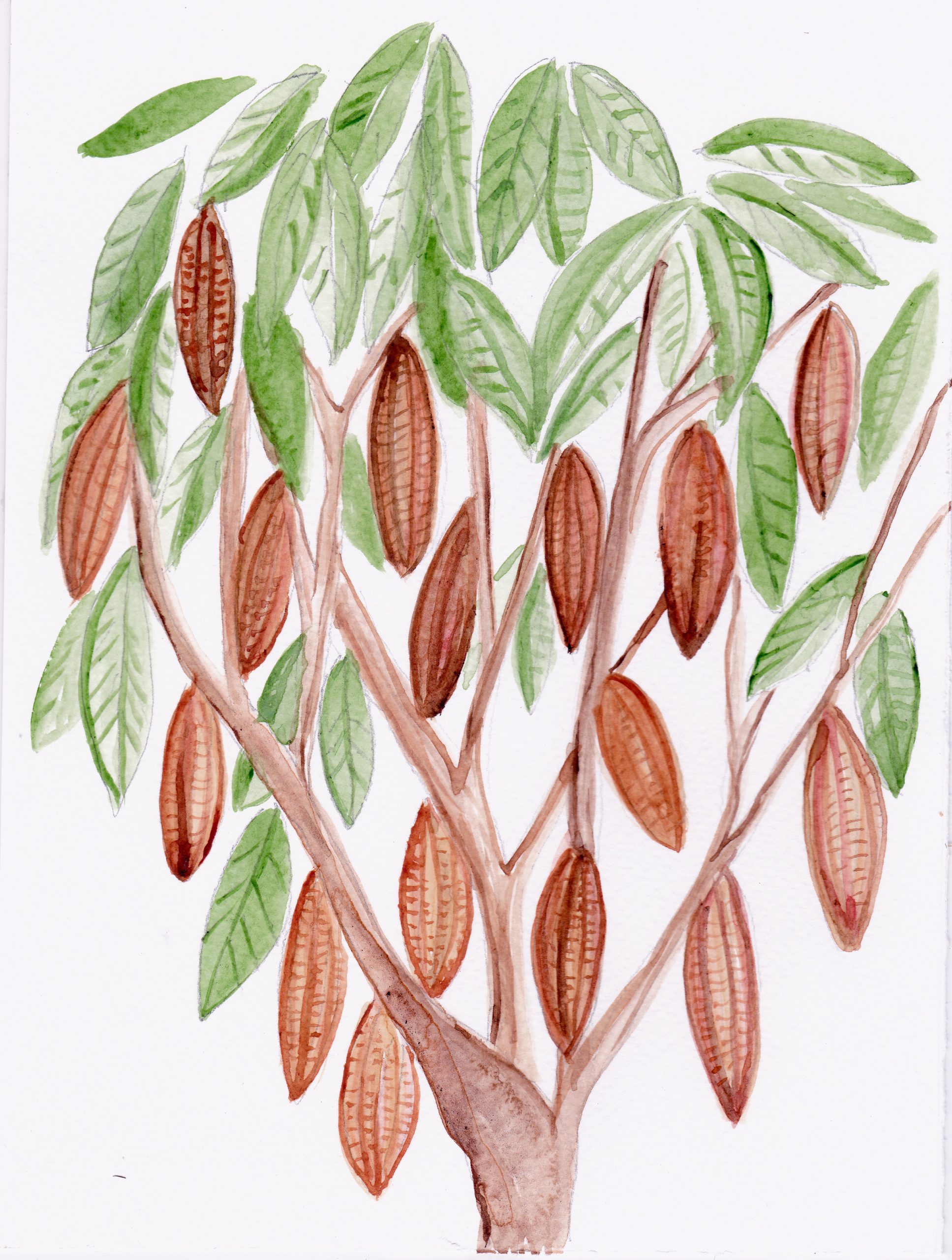 51. Tlapal cahuatl, Cacahute rojo